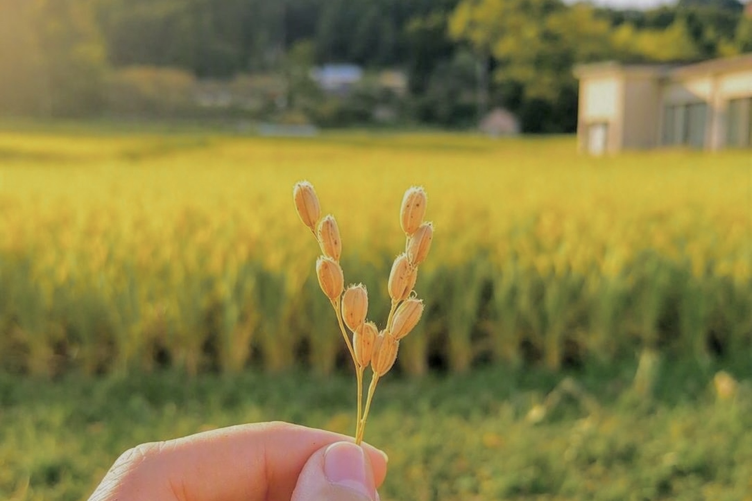 手のひらの籾（仮画像）