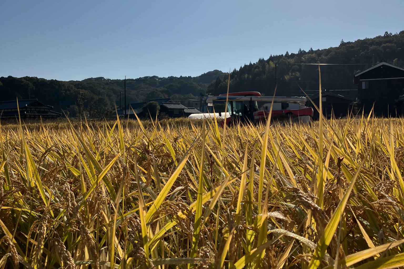 霧の朝の田んぼ（仮画像）